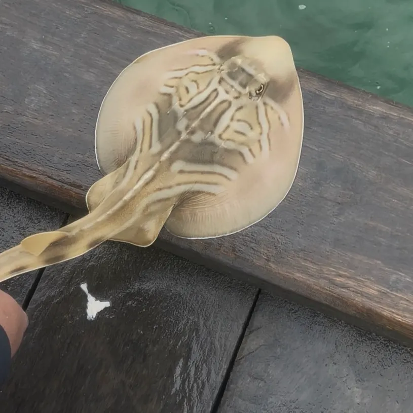 The most recent Southern fiddler catches on Fishbrain