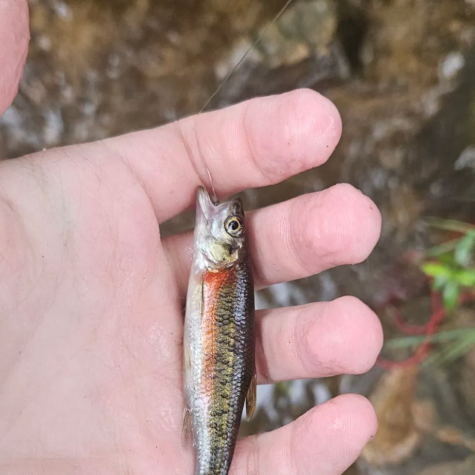 The most recent Rosyside dace catches on Fishbrain
