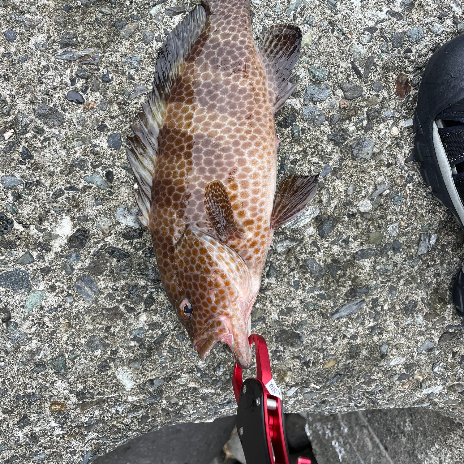 The most recent Greasy grouper catches on Fishbrain