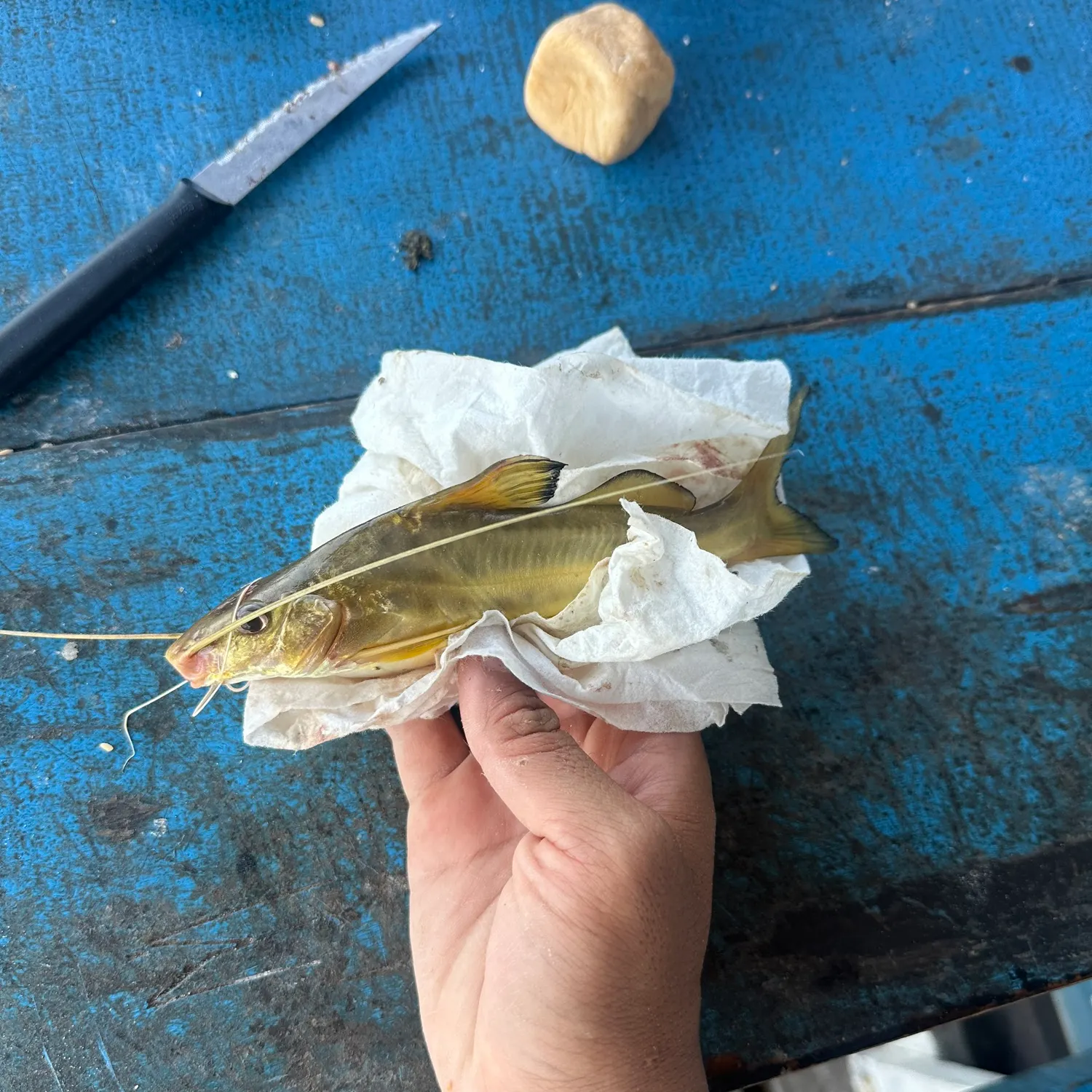 The most recent Spotted pimelodus catches on Fishbrain