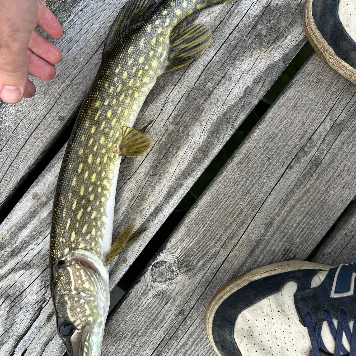 Northern pike caught on Fishbrain
