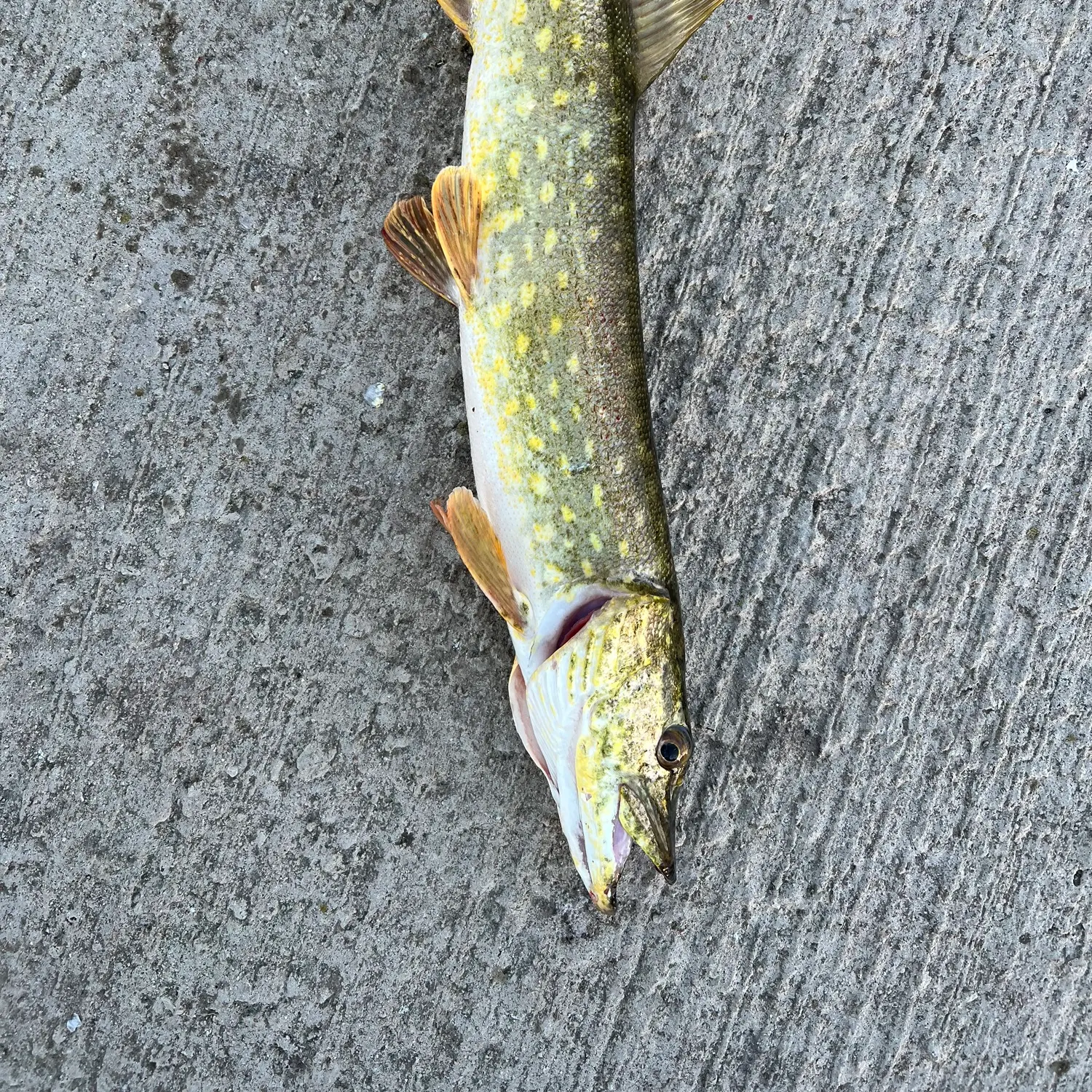 Northern pike caught on Fishbrain