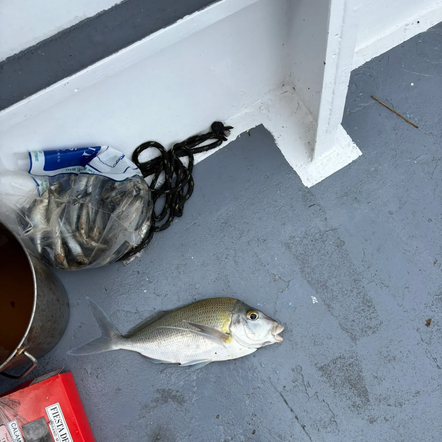 The most recent Jackass morwong catches on Fishbrain