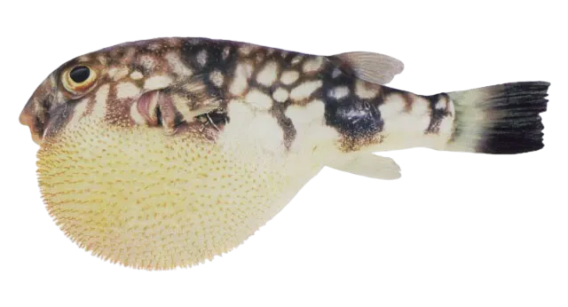 Milkspotted puffer
