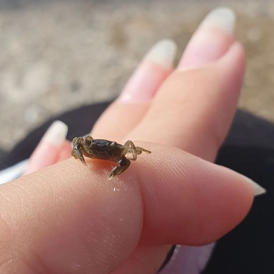 The most recent Giant mud crab catches on Fishbrain