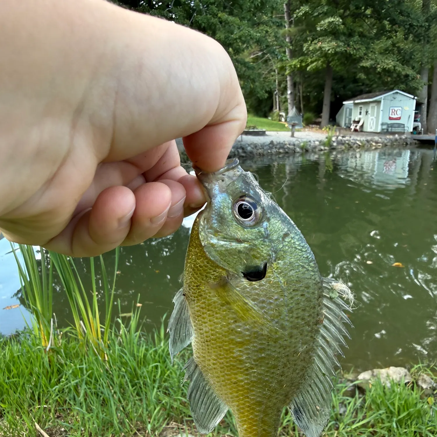 Bluegill caught on Fishbrain
