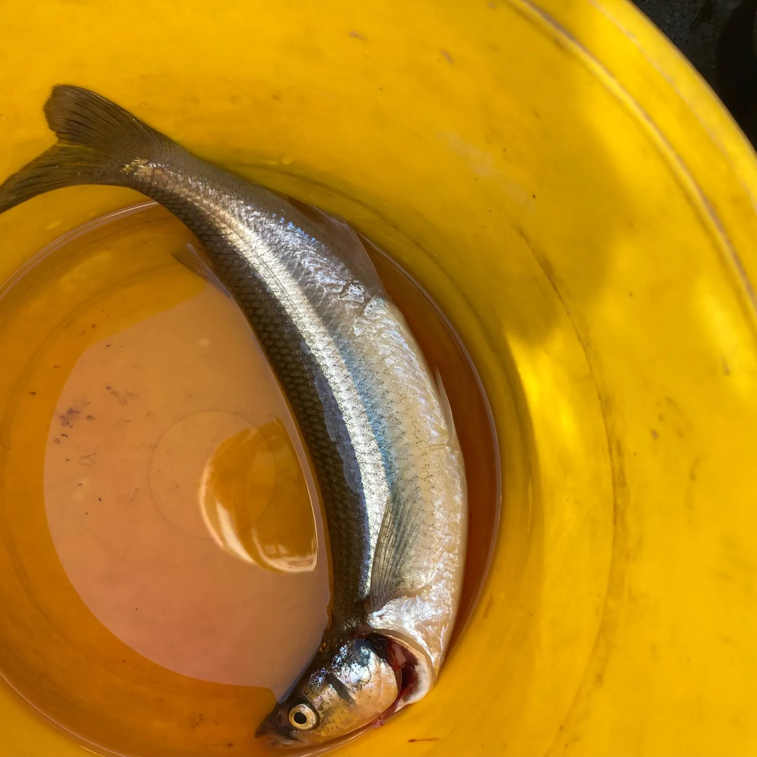 The most recent Argentinian silverside catches on Fishbrain