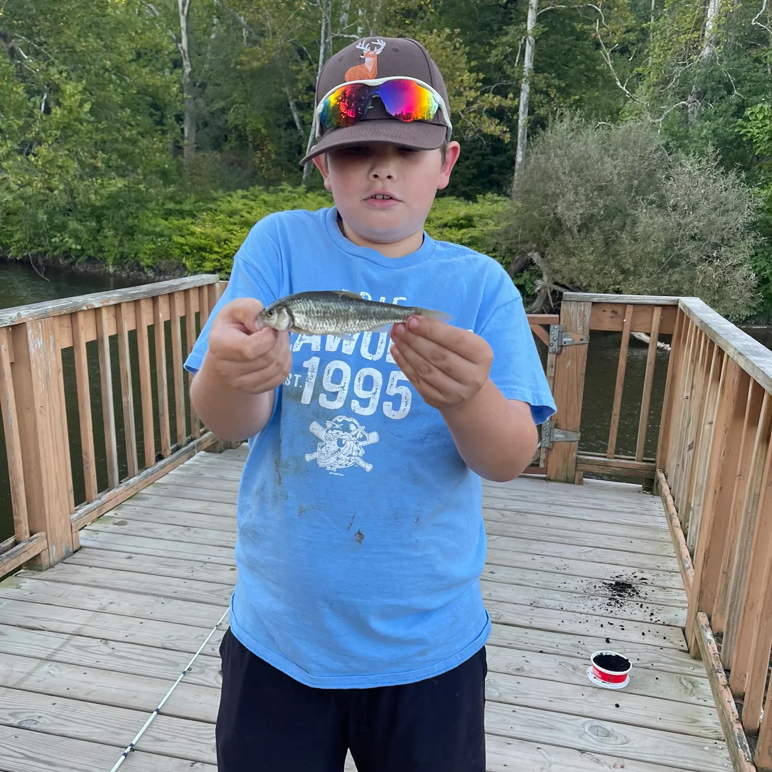 Striped shiner caught on Fishbrain