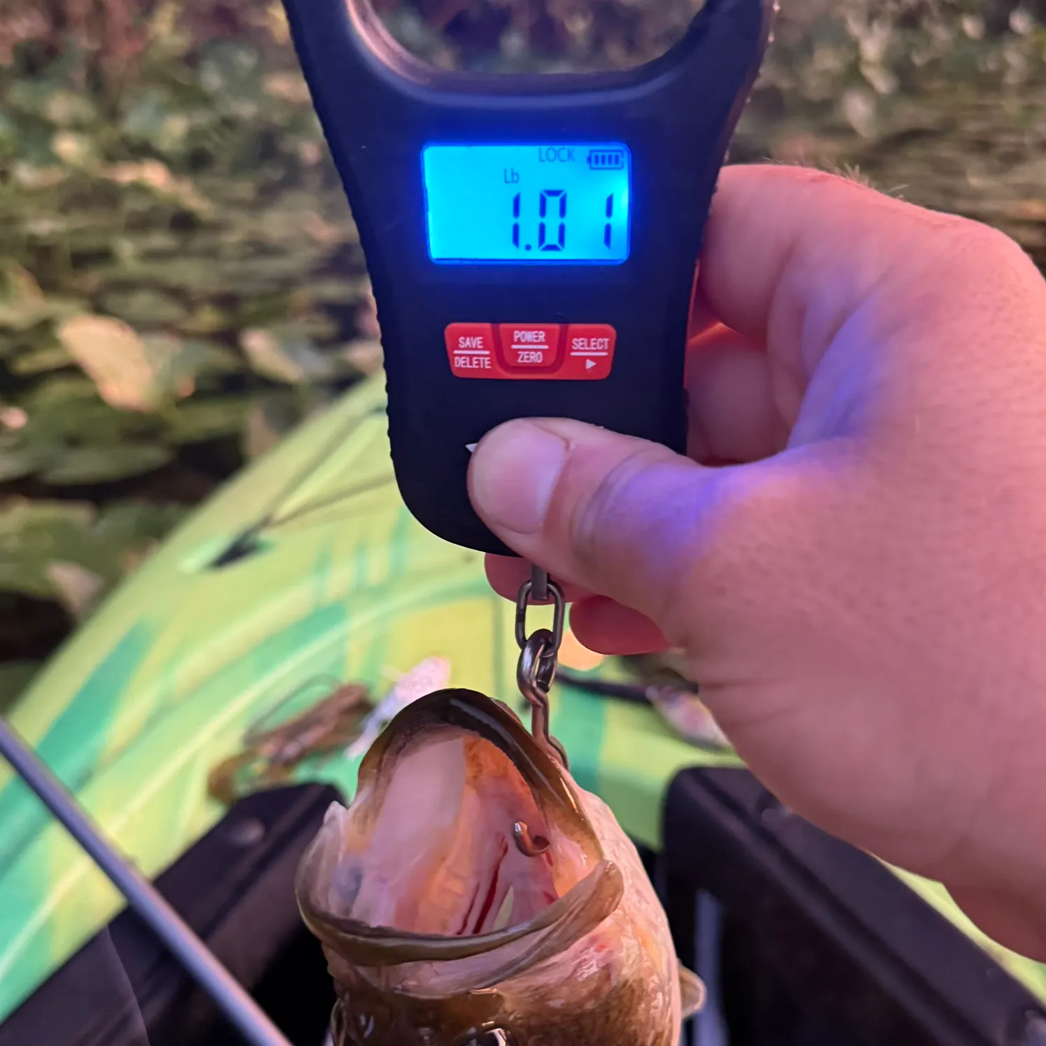 Largemouth bass caught on Fishbrain