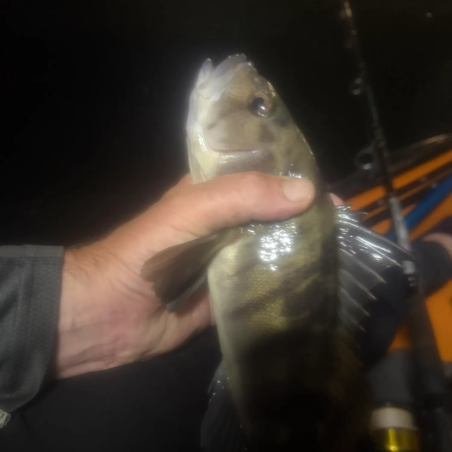 Barred sand bass caught on Fishbrain