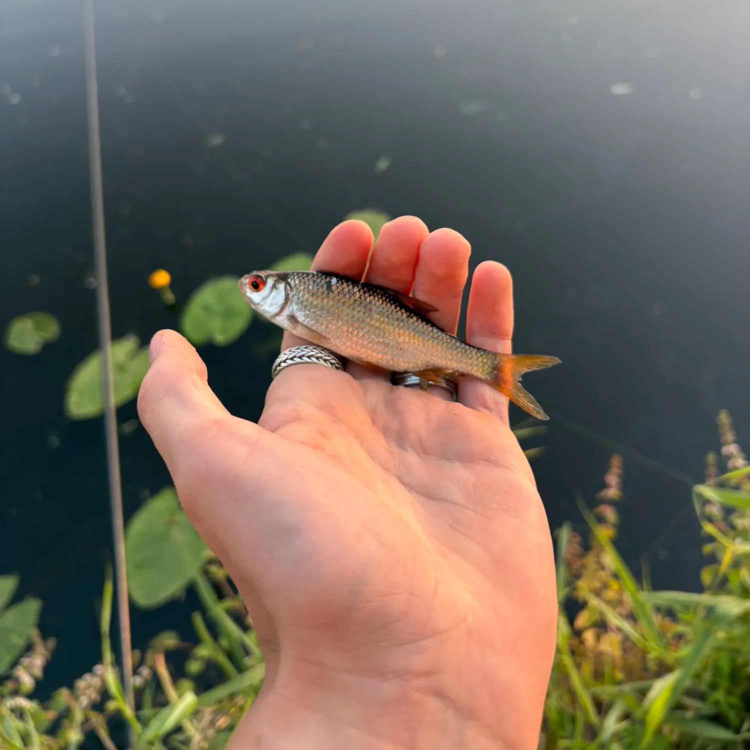 Common roach caught on Fishbrain