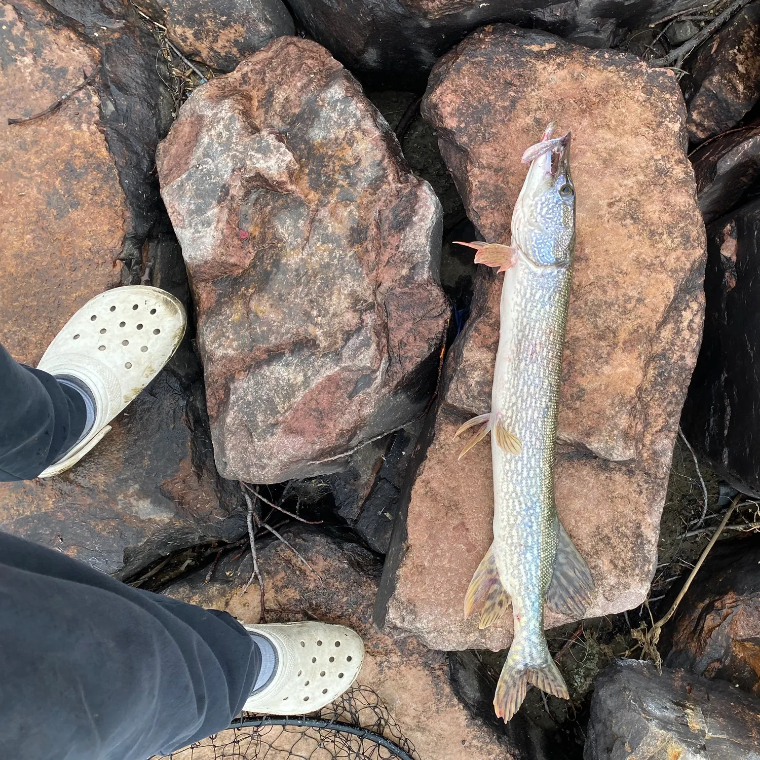Northern pike caught on Fishbrain