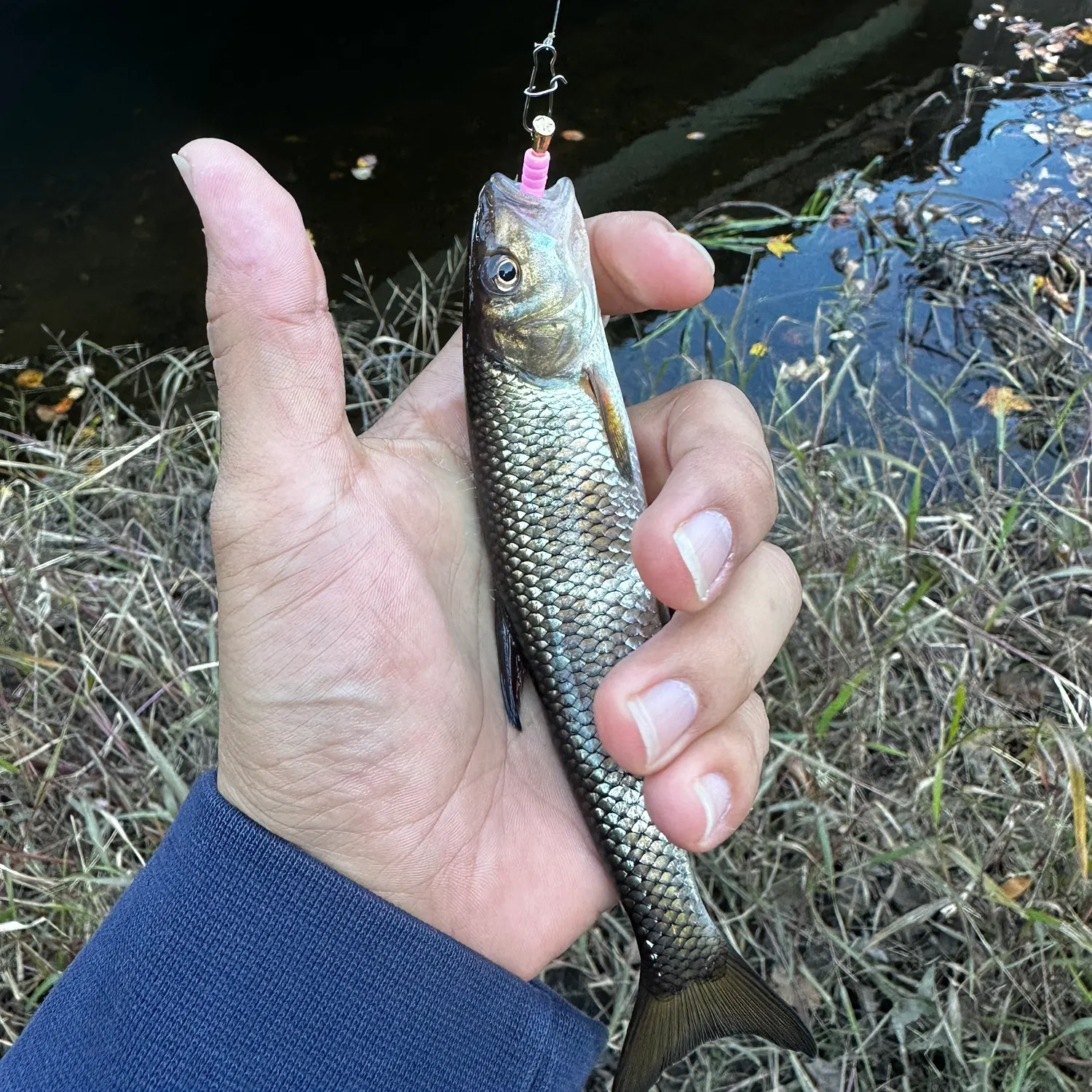 Fallfish caught on Fishbrain