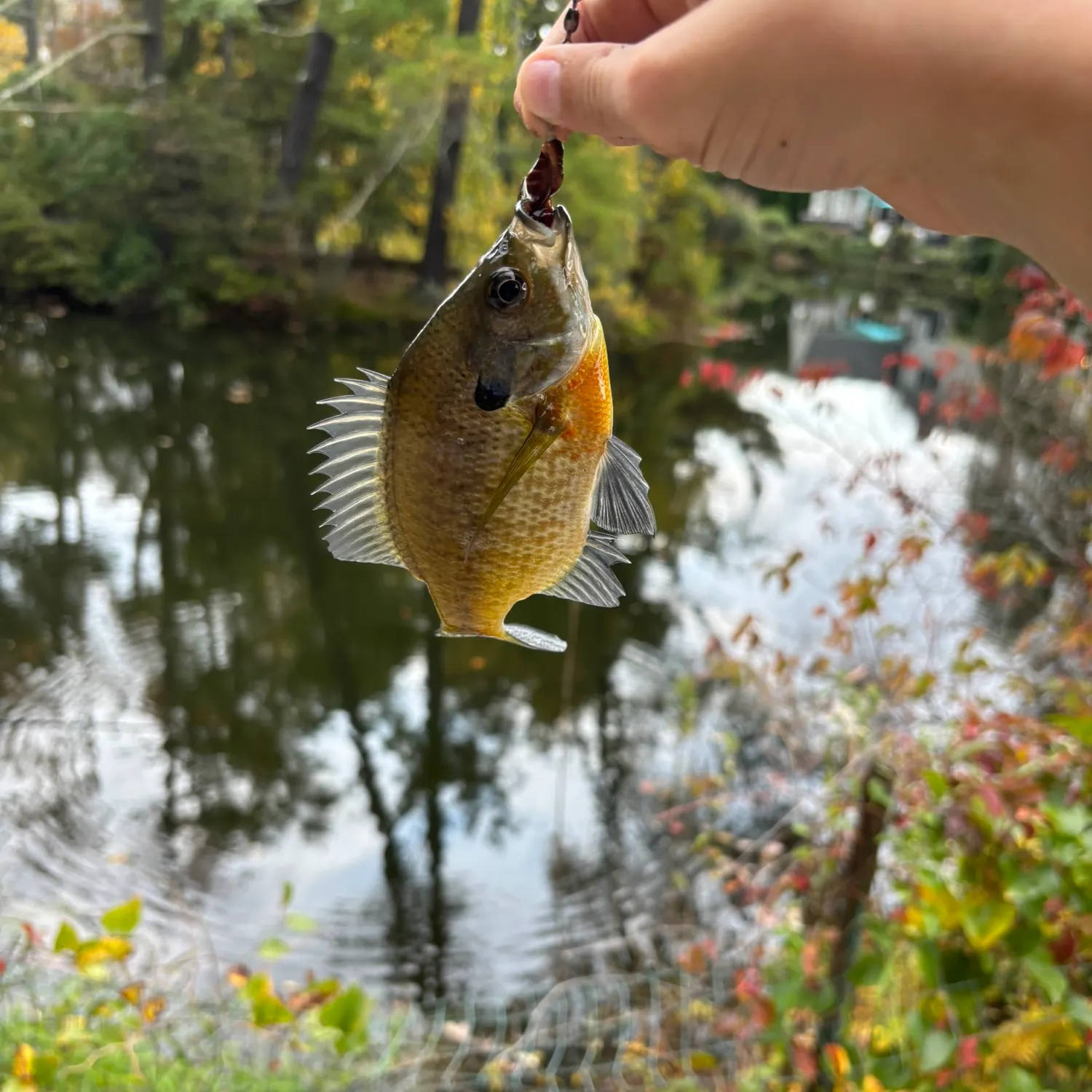 Bluegill caught on Fishbrain