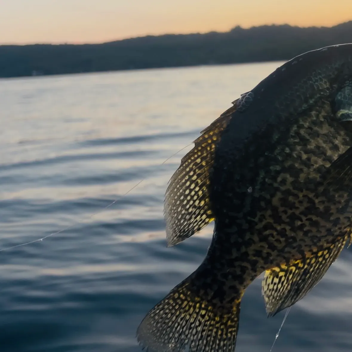Black crappie caught on Fishbrain