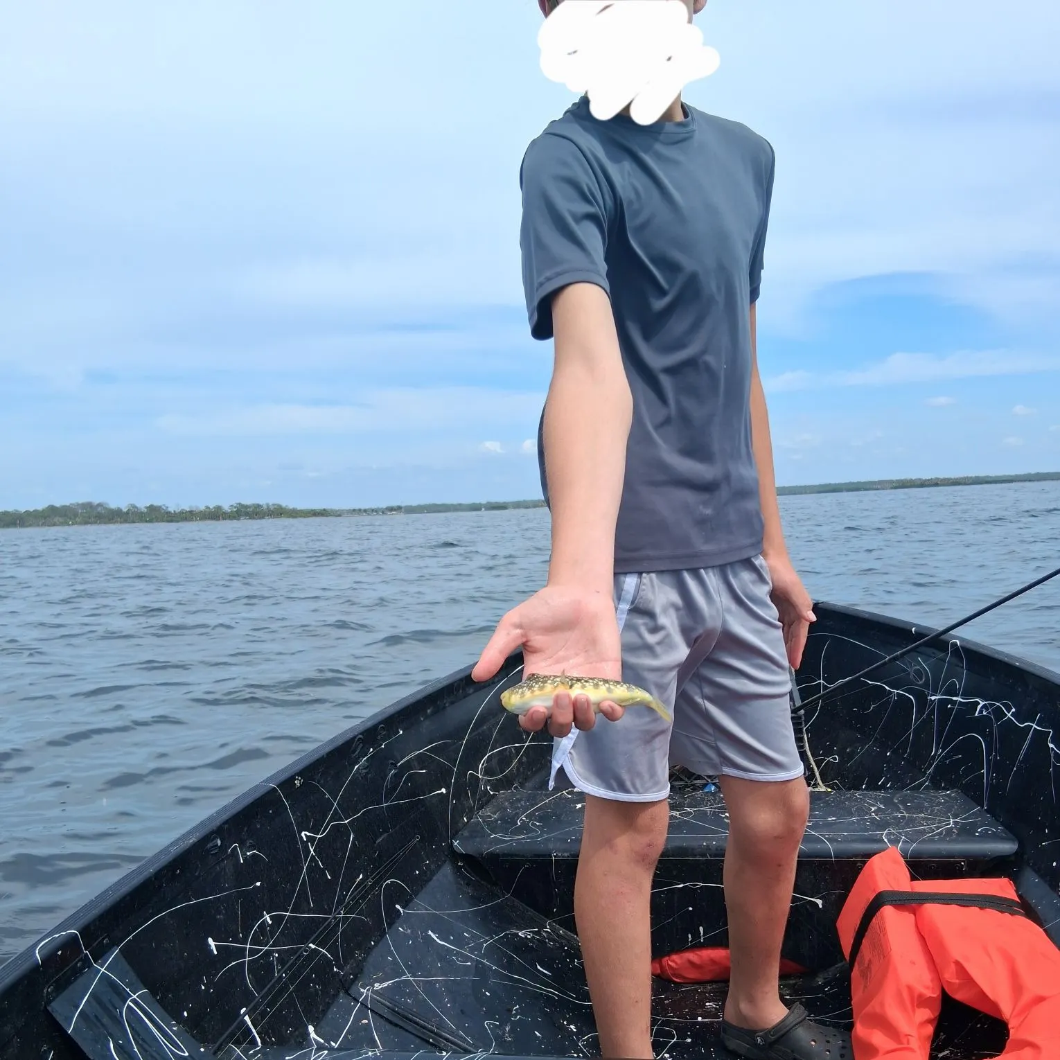 The most recent Southern puffer catches on Fishbrain