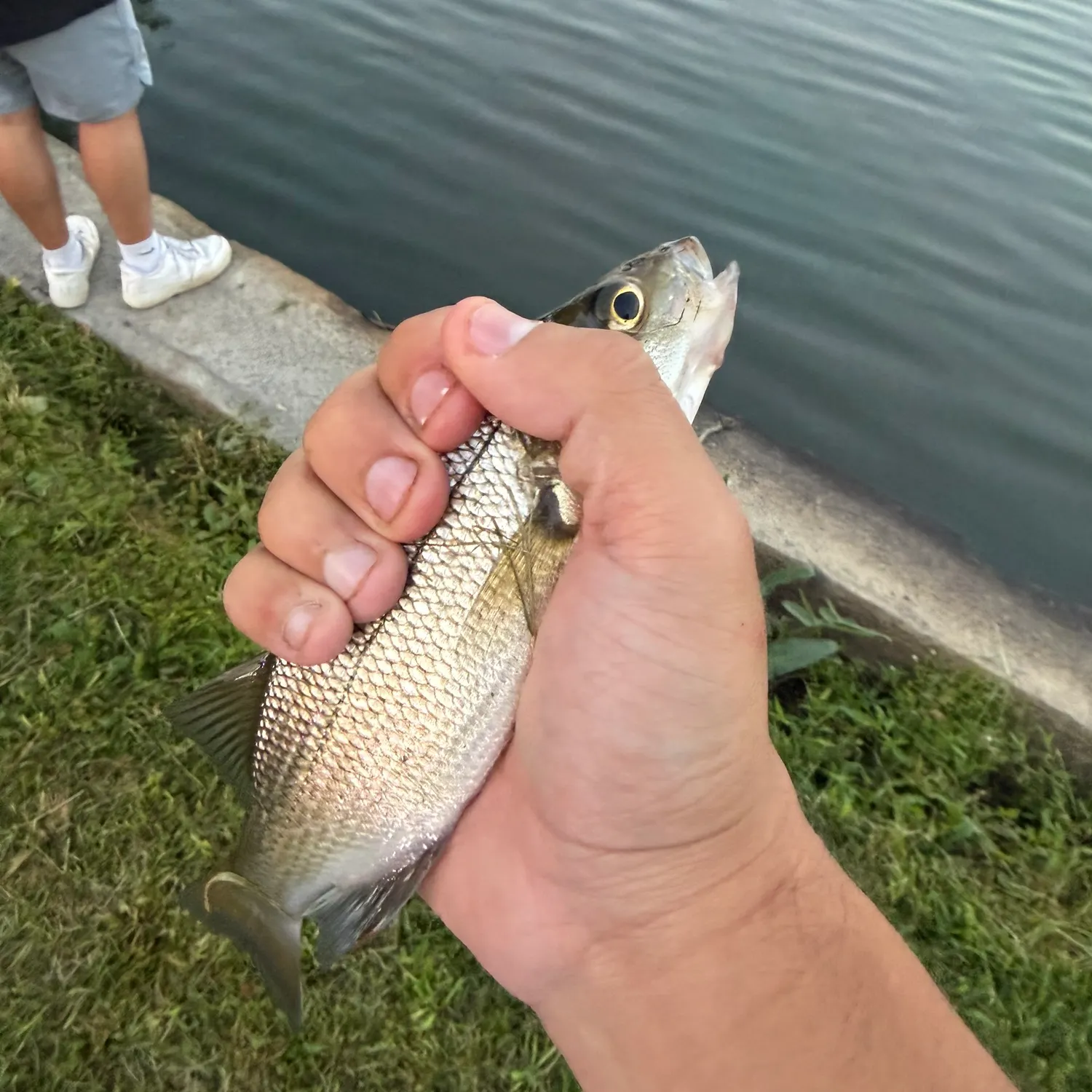 White perch caught on Fishbrain