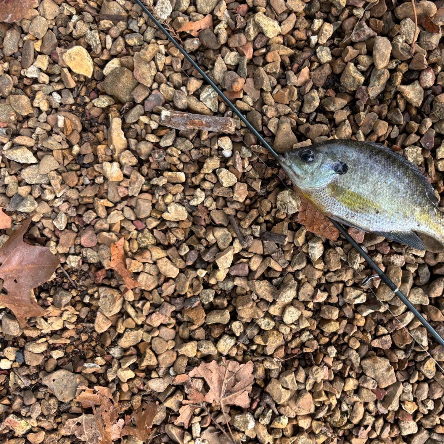 Bluegill caught on Fishbrain