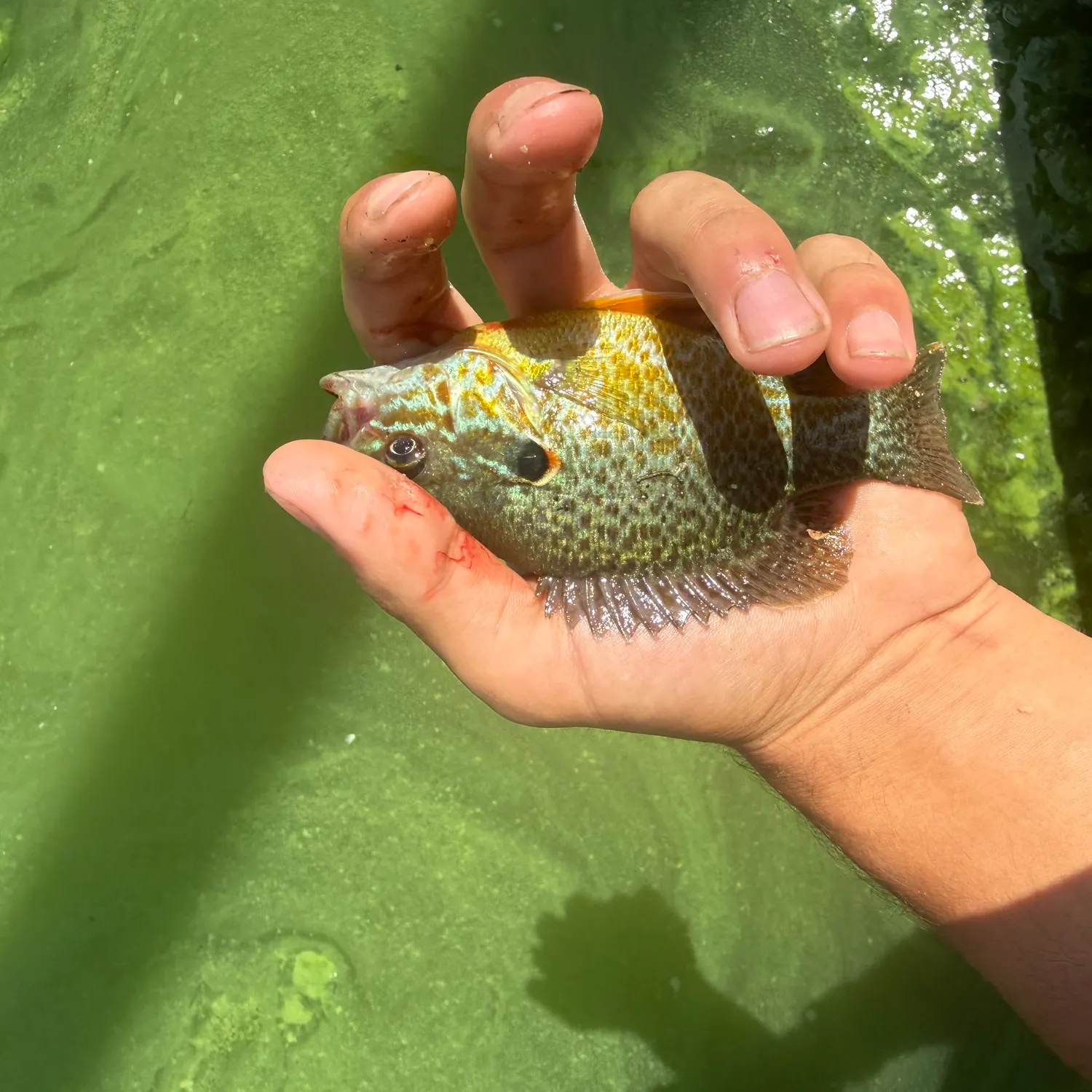 Pumpkinseed caught on Fishbrain