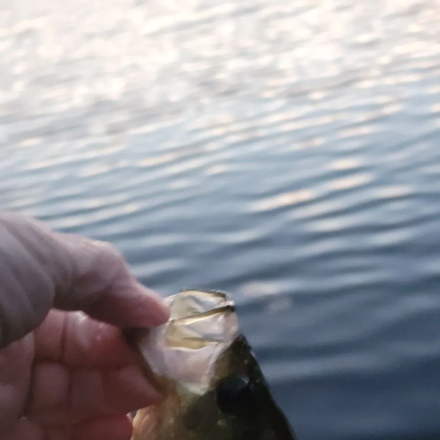 Black crappie caught on Fishbrain