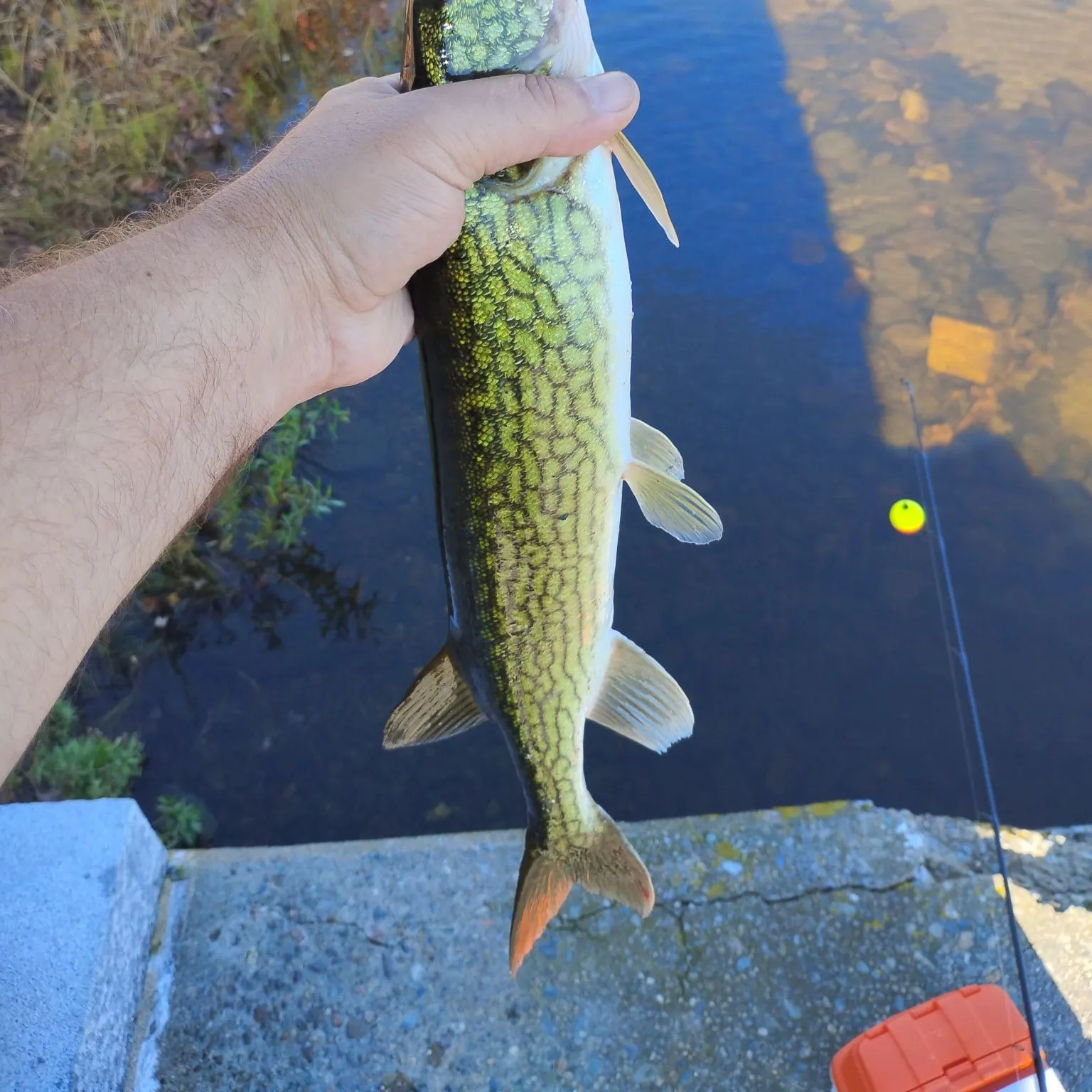 Chain pickerel caught on Fishbrain