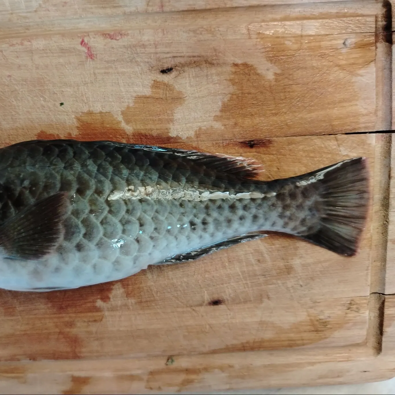 The most recent Mediterranean parrotfish catches on Fishbrain