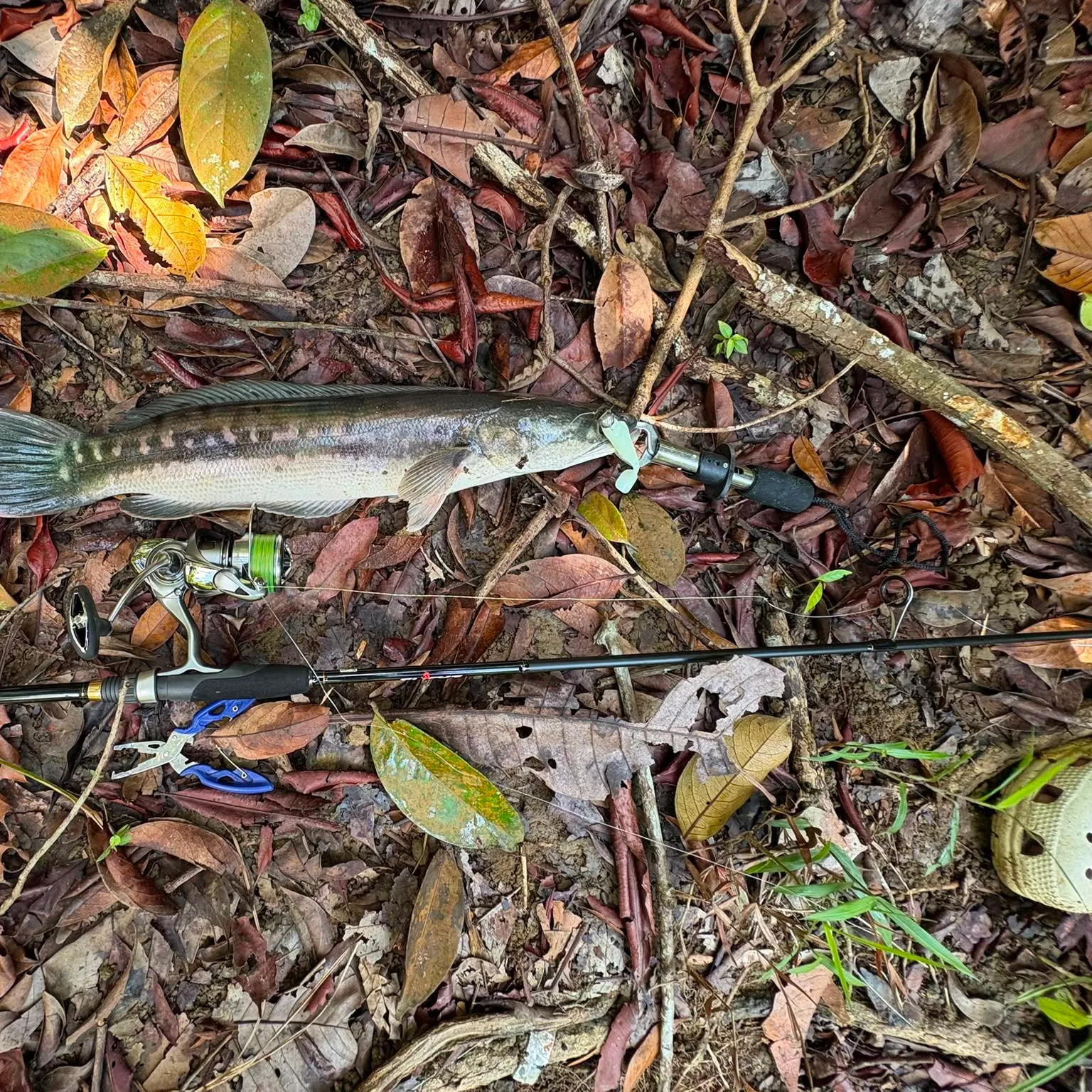 The most recent Indonesian snakehead catches on Fishbrain