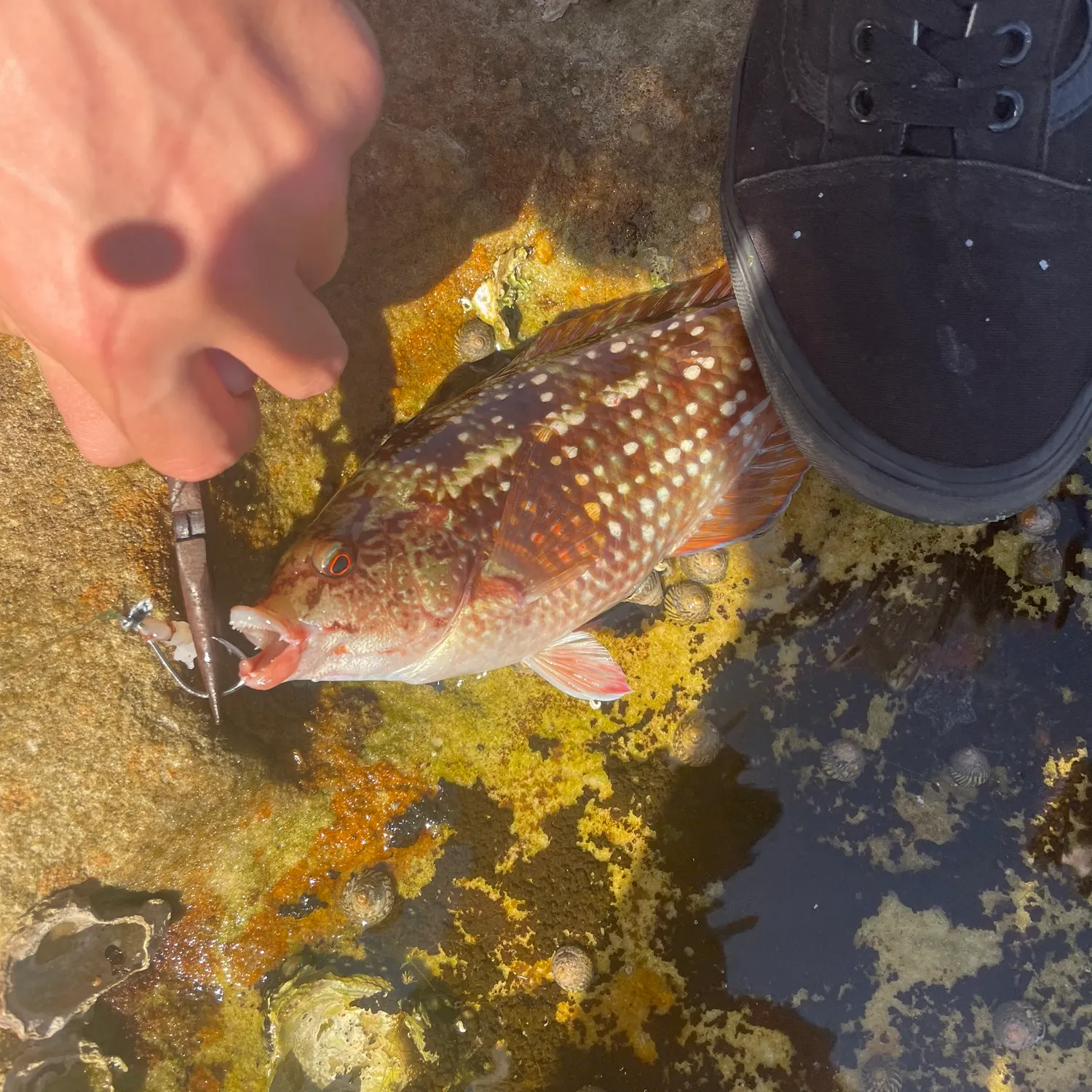 The most recent Blue-throated wrasse catches on Fishbrain