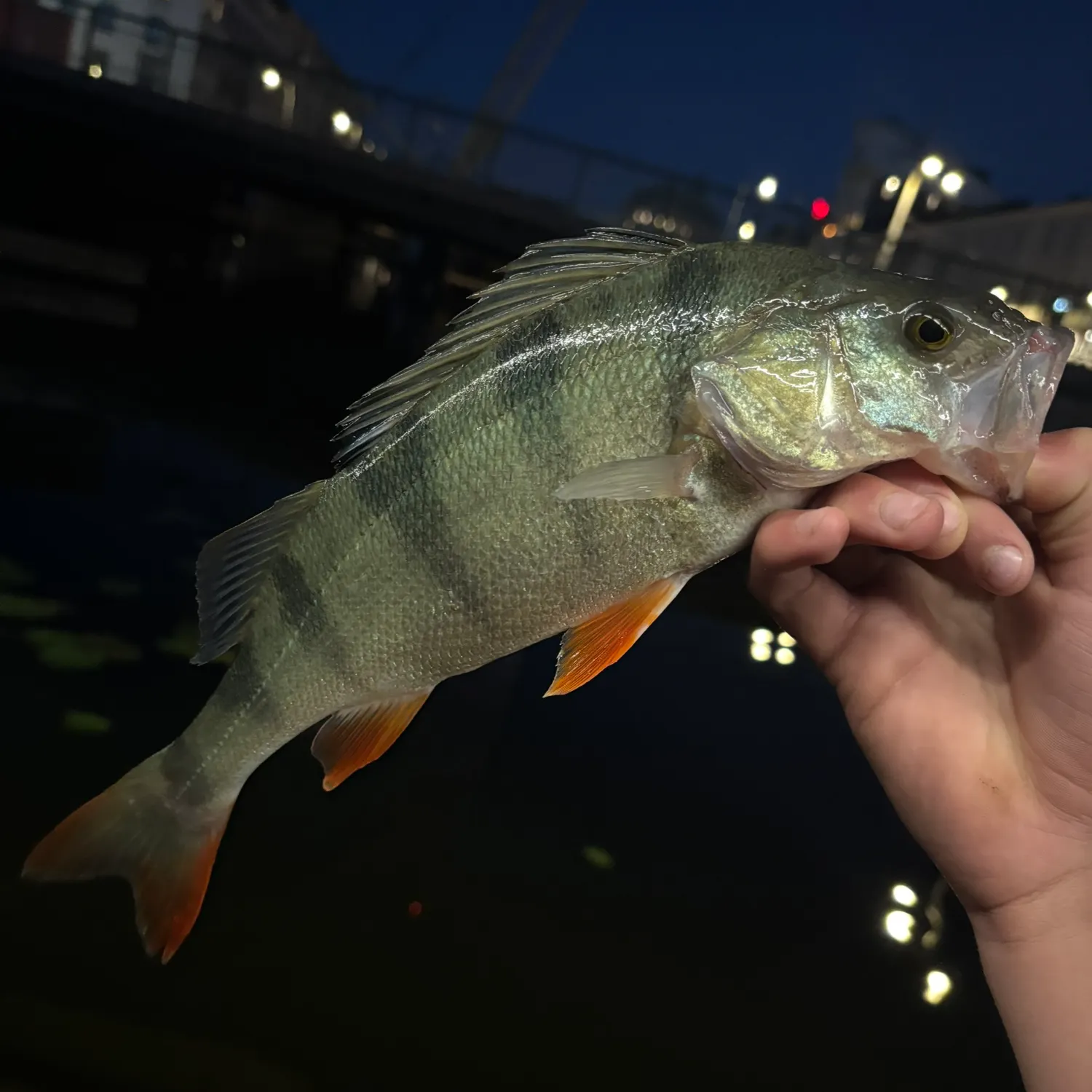 European perch caught on Fishbrain