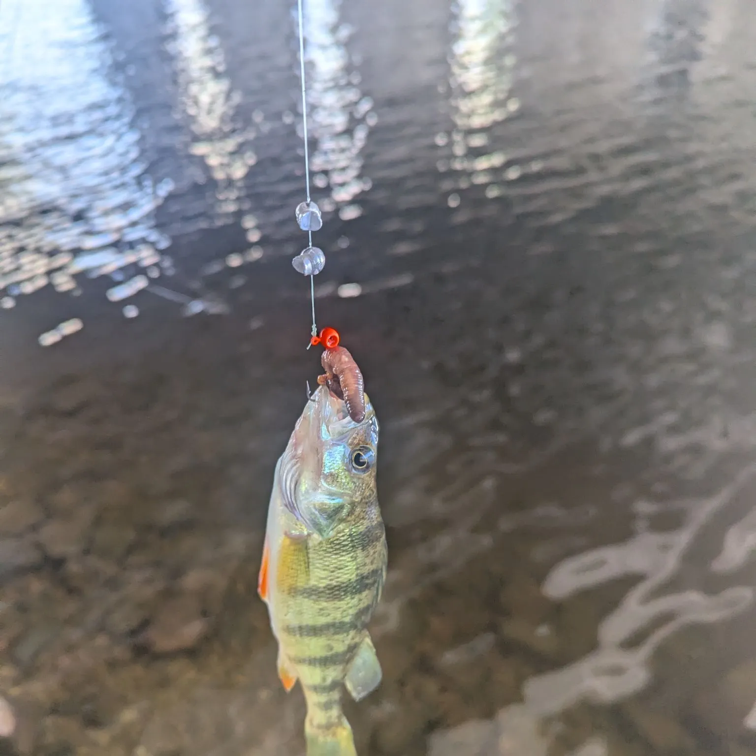 Yellow perch caught on Fishbrain