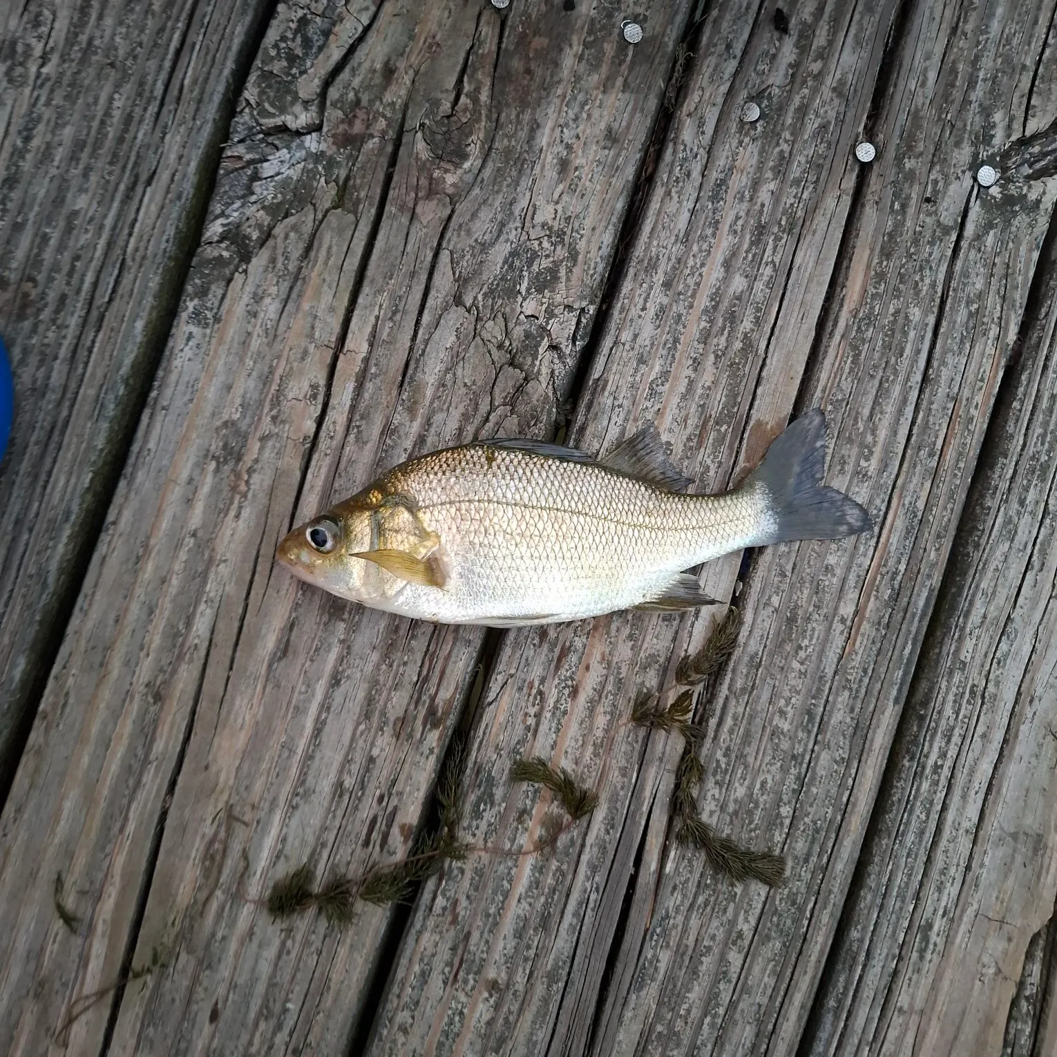 White perch caught on Fishbrain