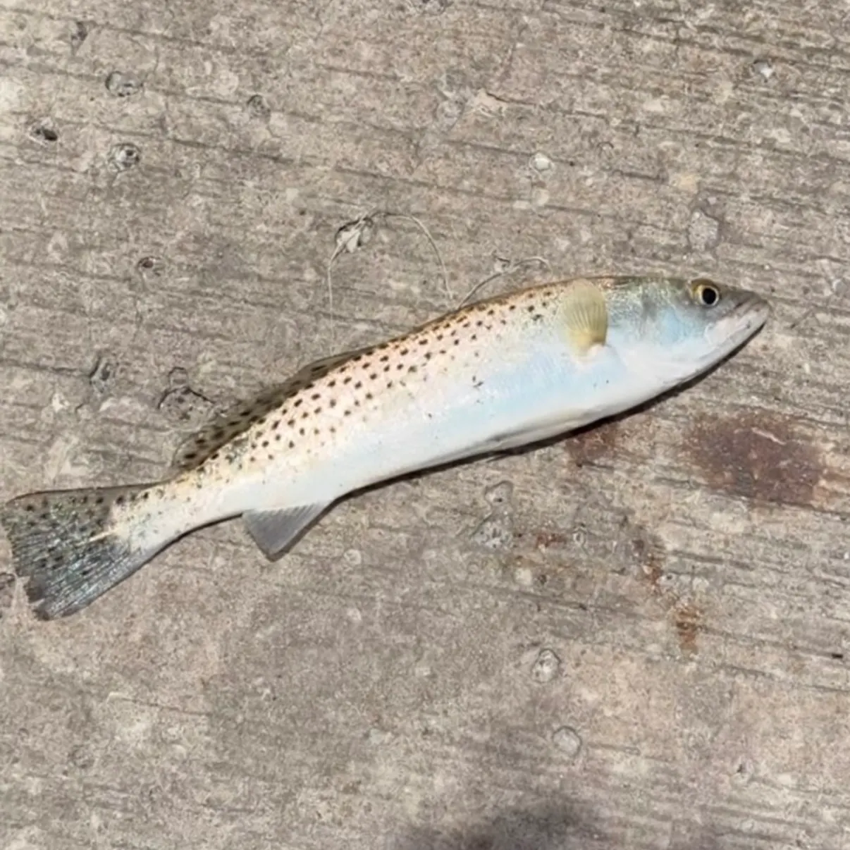 The most recent Spotted seatrout catches on Fishbrain