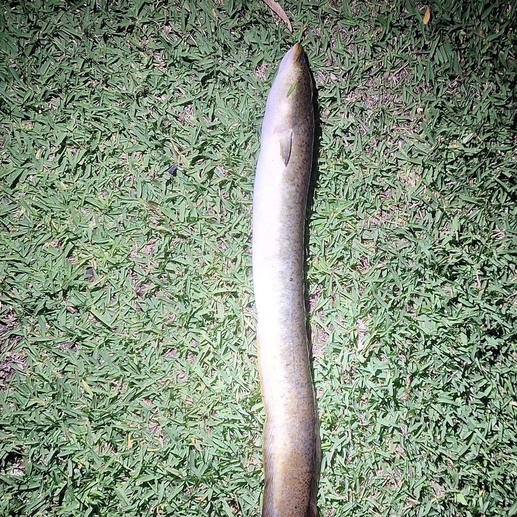 Shortfin eel caught on Fishbrain