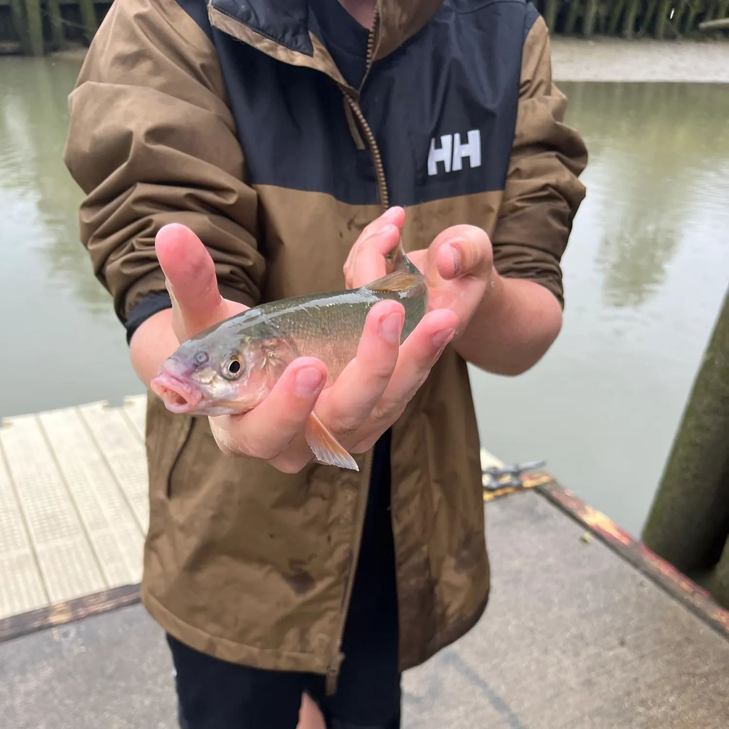 The most recent Umpqua pikeminnow catches on Fishbrain
