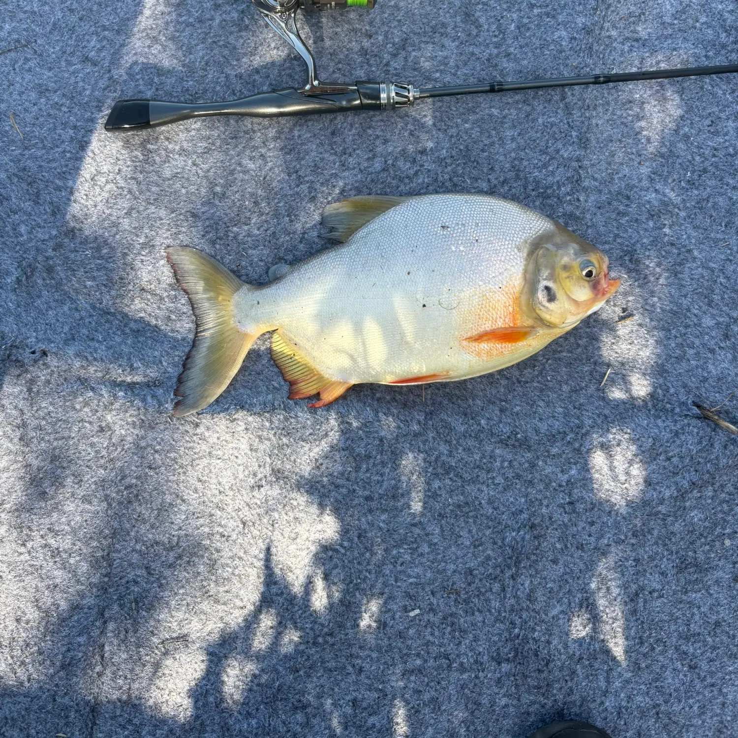 Chinese silver pomfret caught on Fishbrain