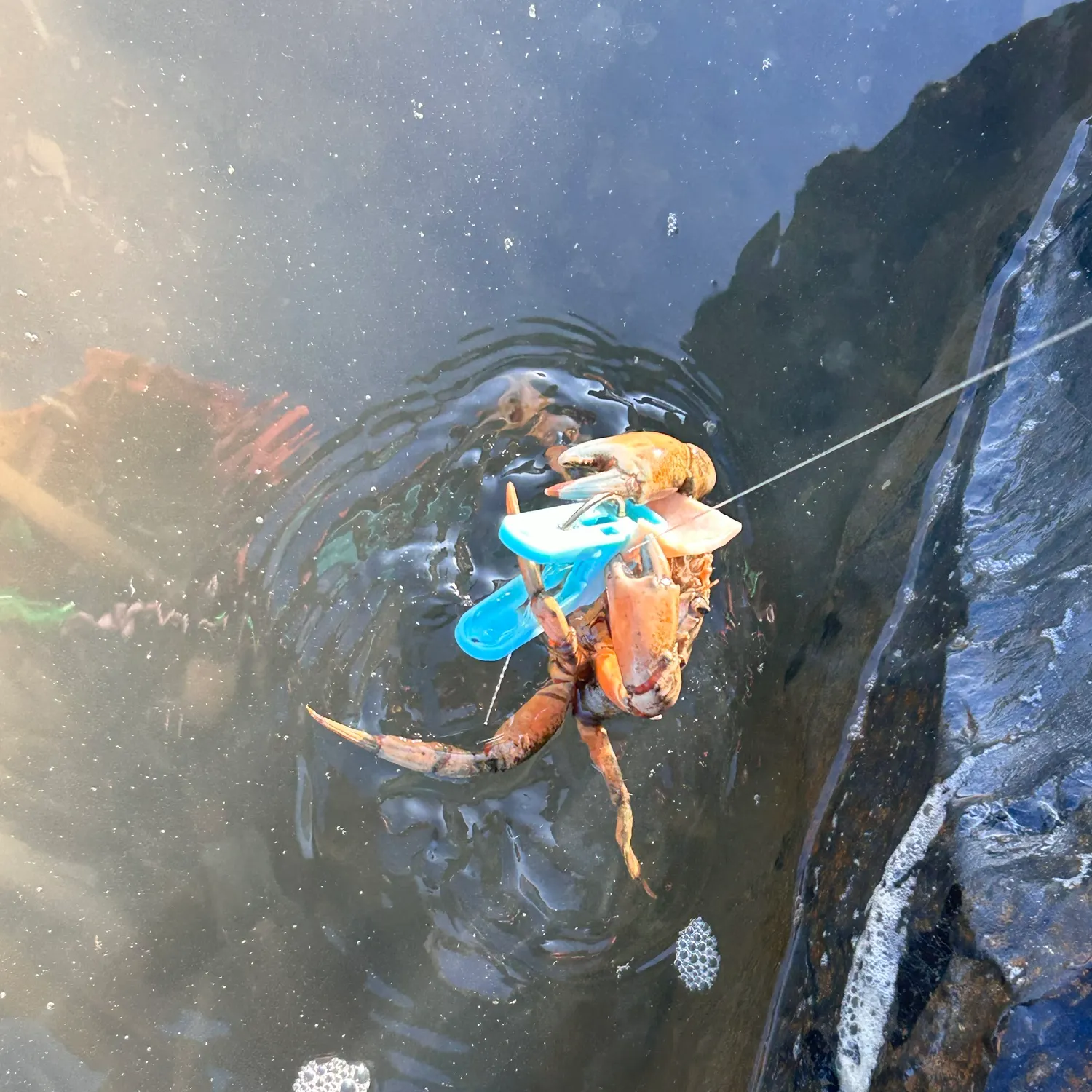 European eel caught on Fishbrain