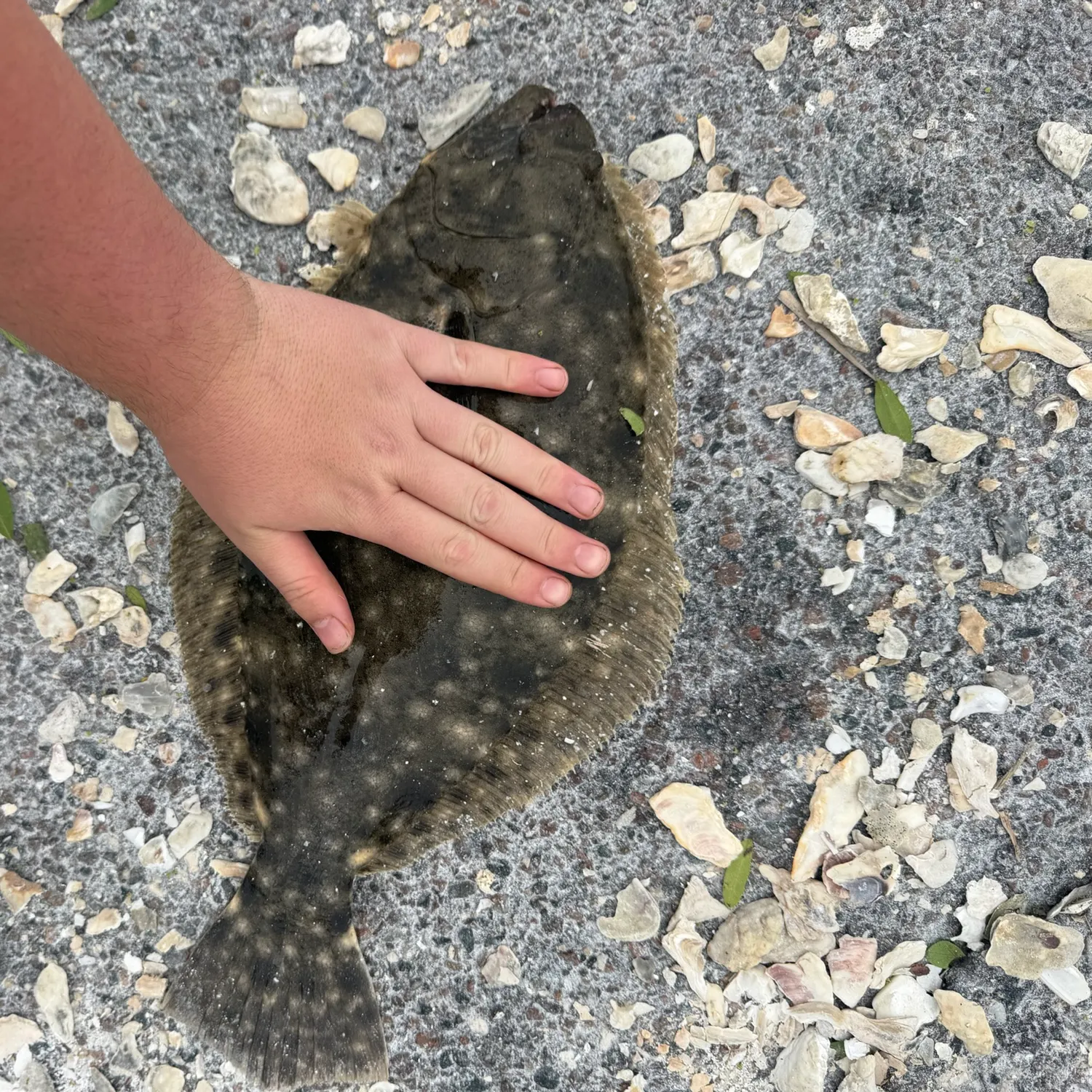 Summer flounder caught on Fishbrain