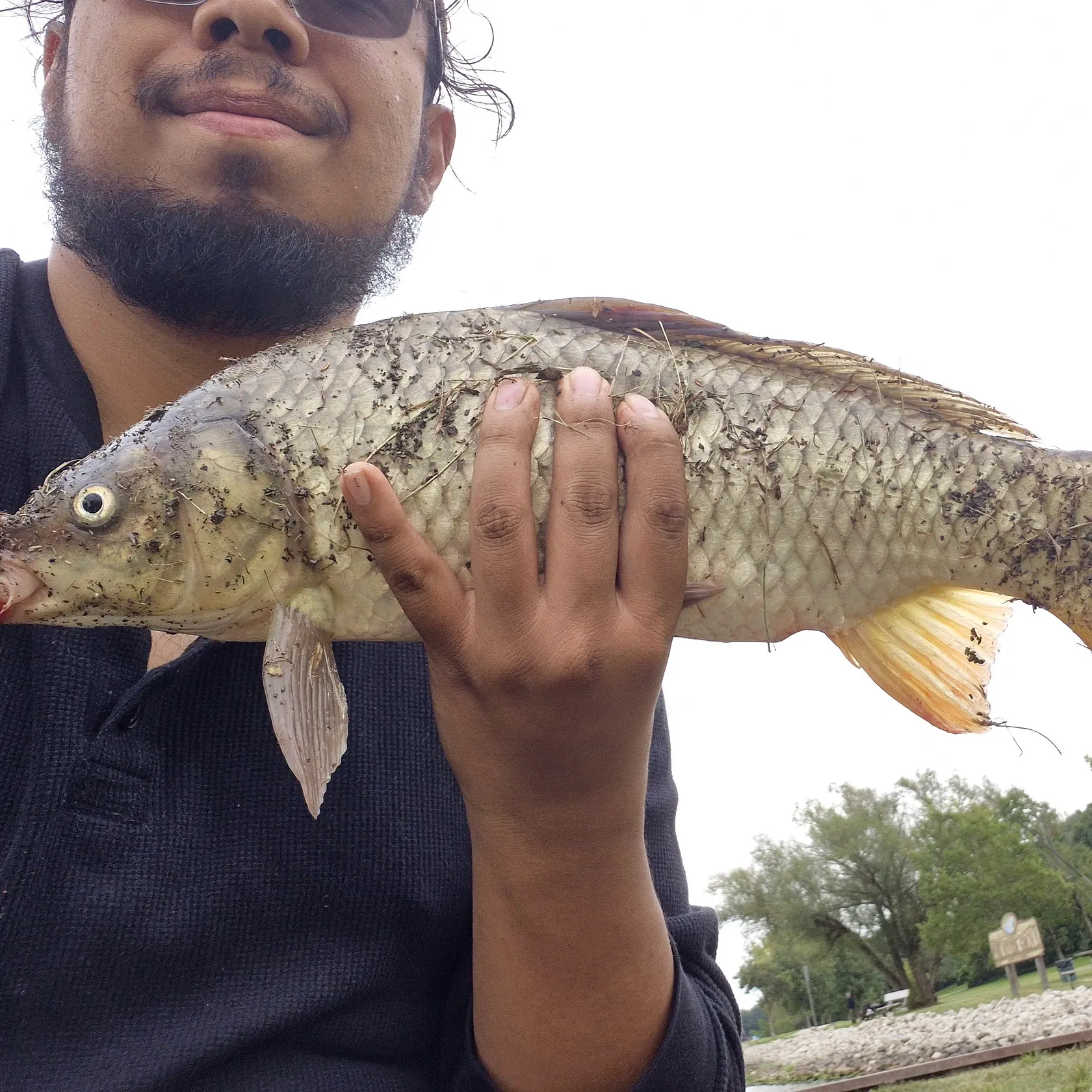 Common carp caught on Fishbrain
