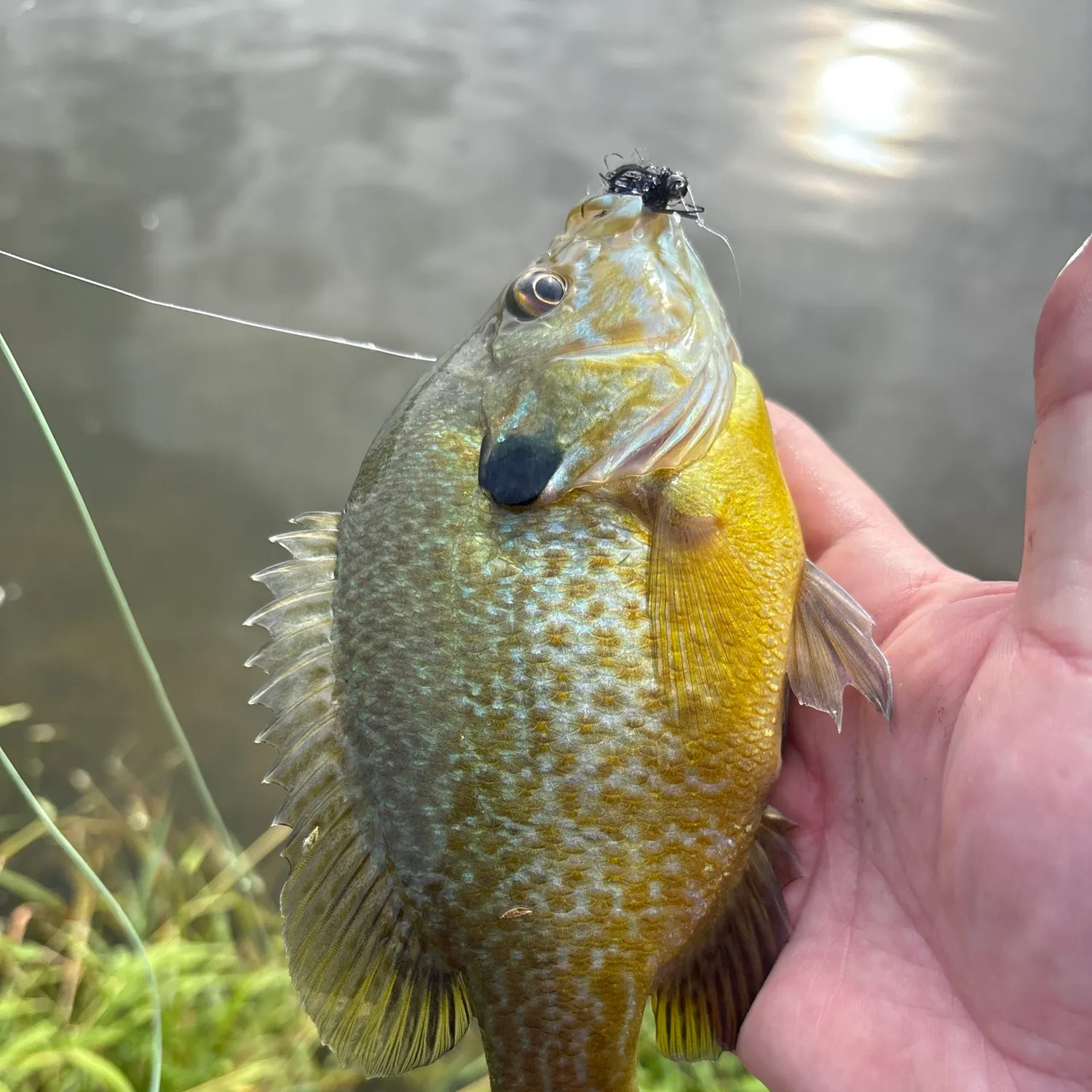 Greengill hybrid caught on Fishbrain