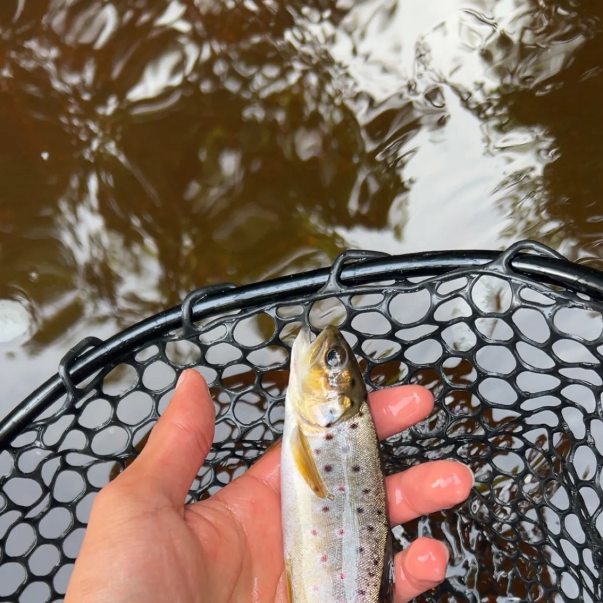 The most recent Brown trout catches on Fishbrain