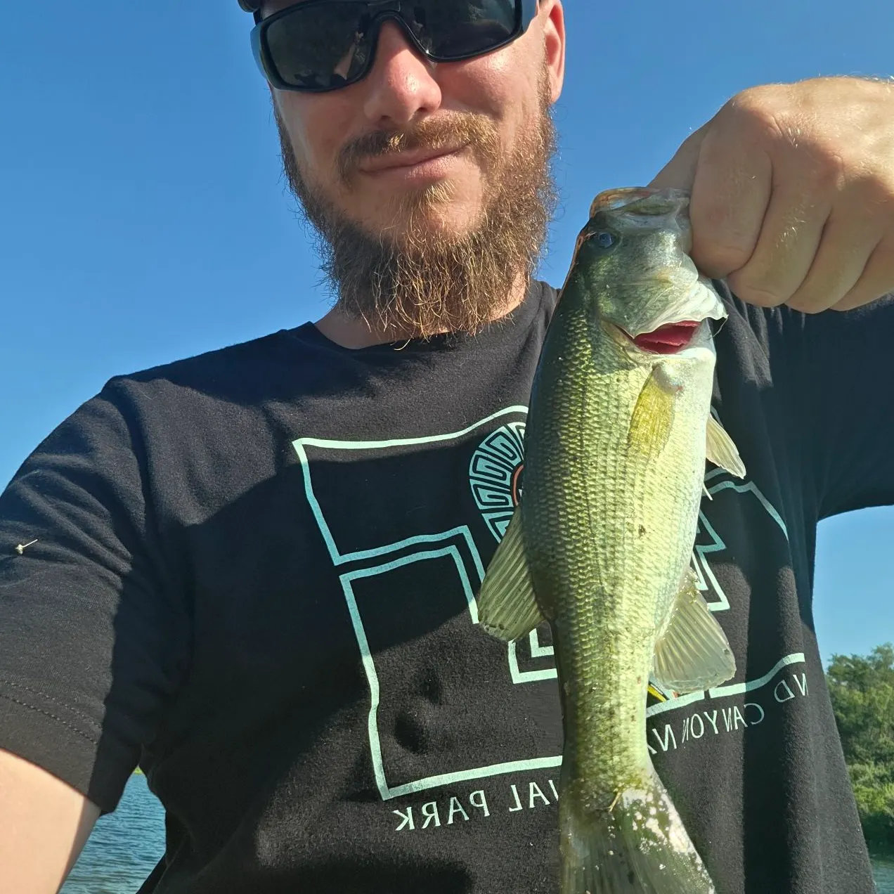 Largemouth bass caught on Fishbrain