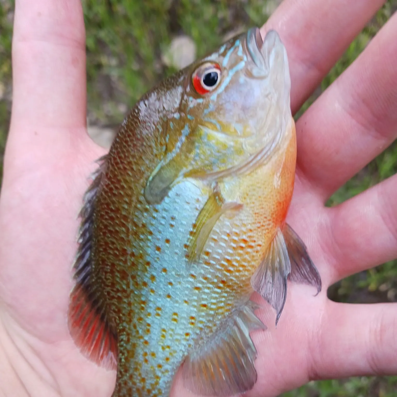 Longear sunfish caught on Fishbrain