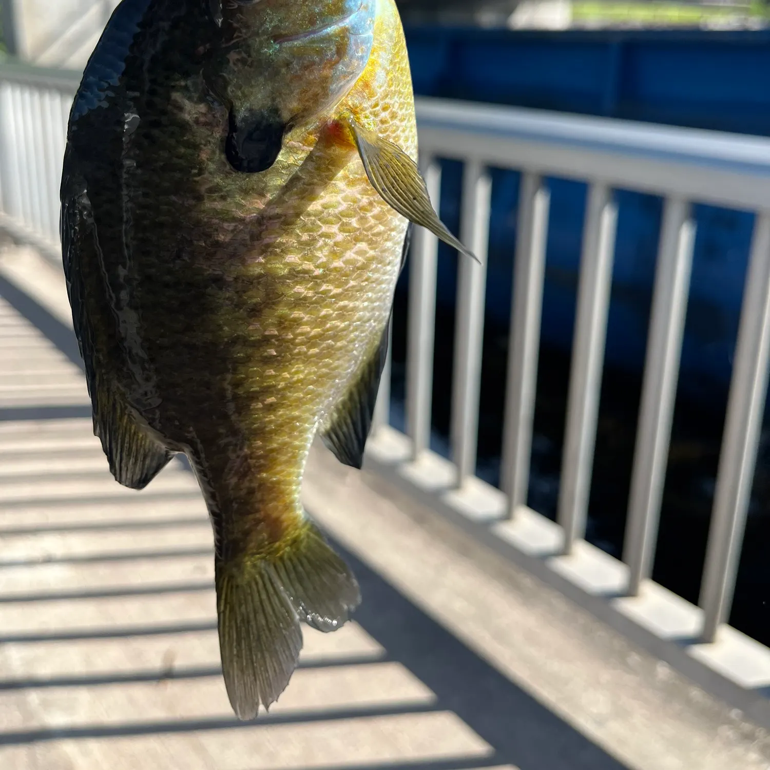 The most recent Bluegill catches on Fishbrain