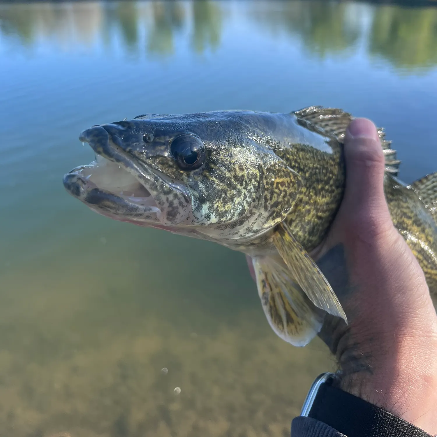 The most recent Saugeye catches on Fishbrain