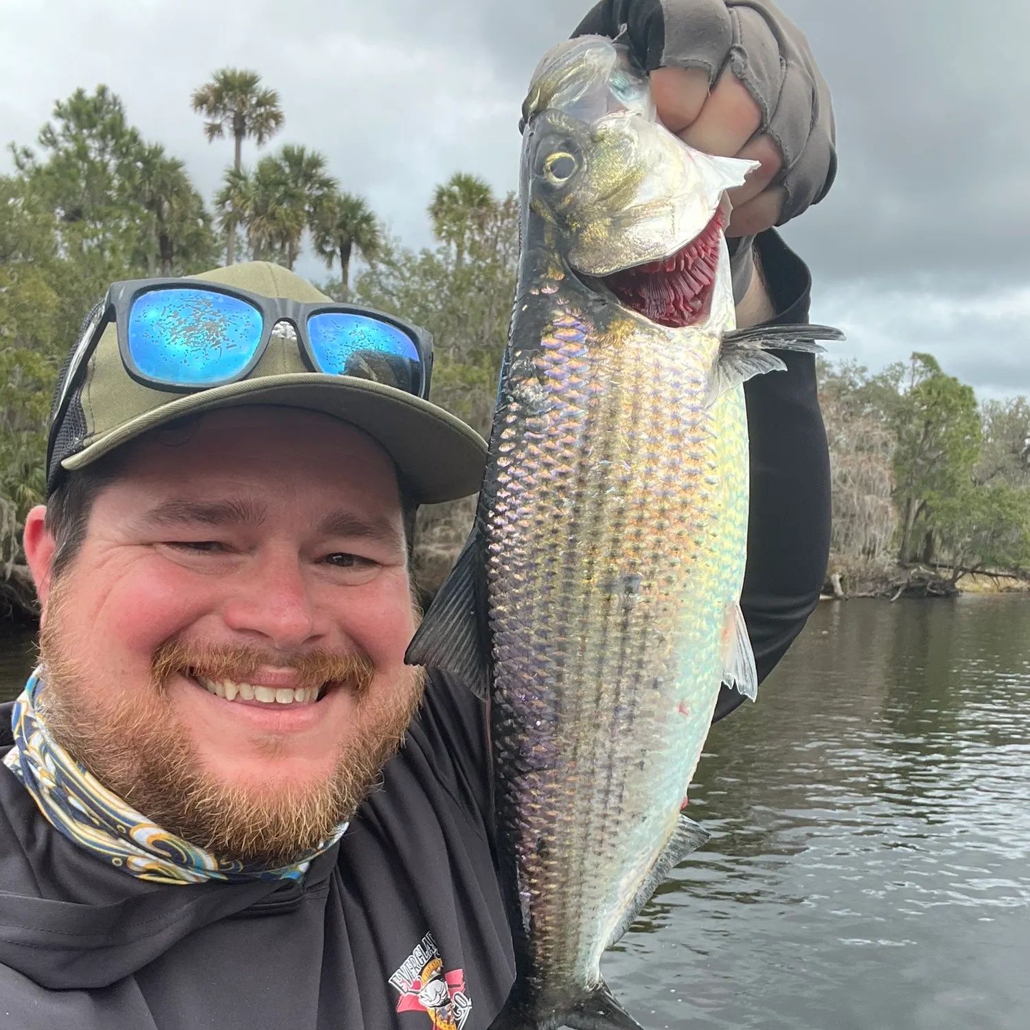 The most popular recent Skipjack shad catch on Fishbrain