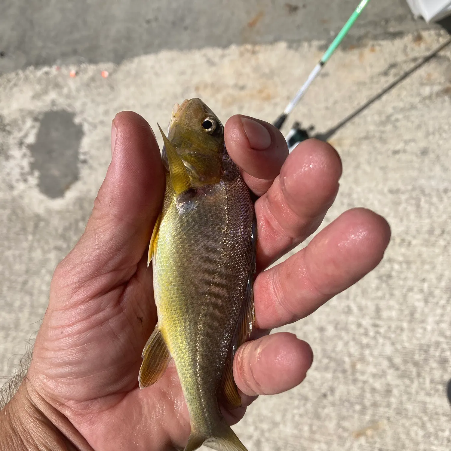 Atlantic croaker caught on Fishbrain