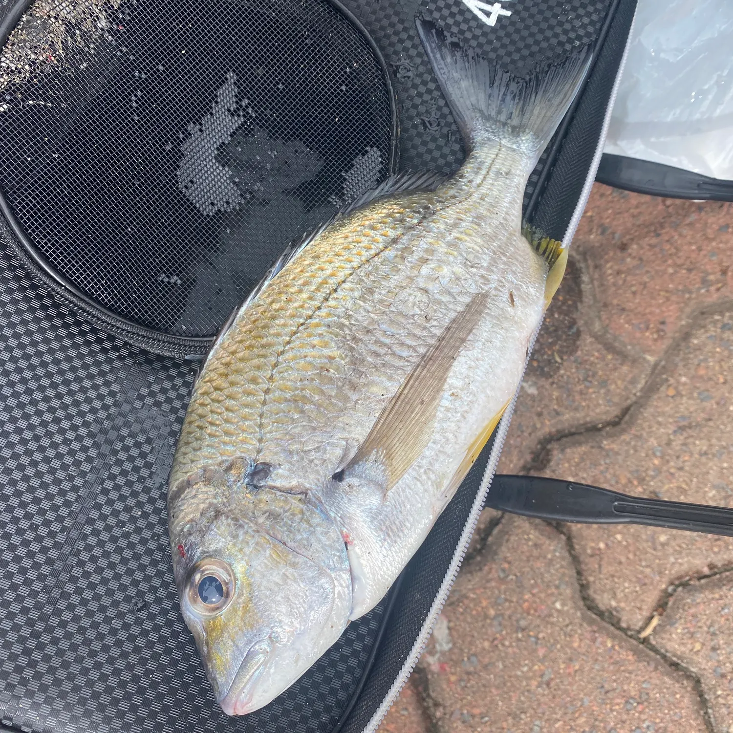 The most recent Surf bream catches on Fishbrain