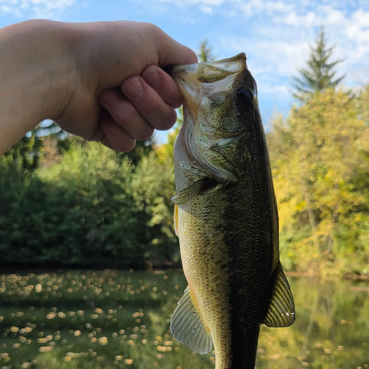 Largemouth bass caught on Fishbrain