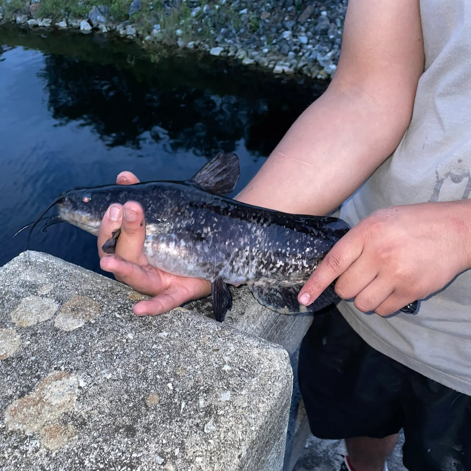 The most recent Spotted bullhead catches on Fishbrain