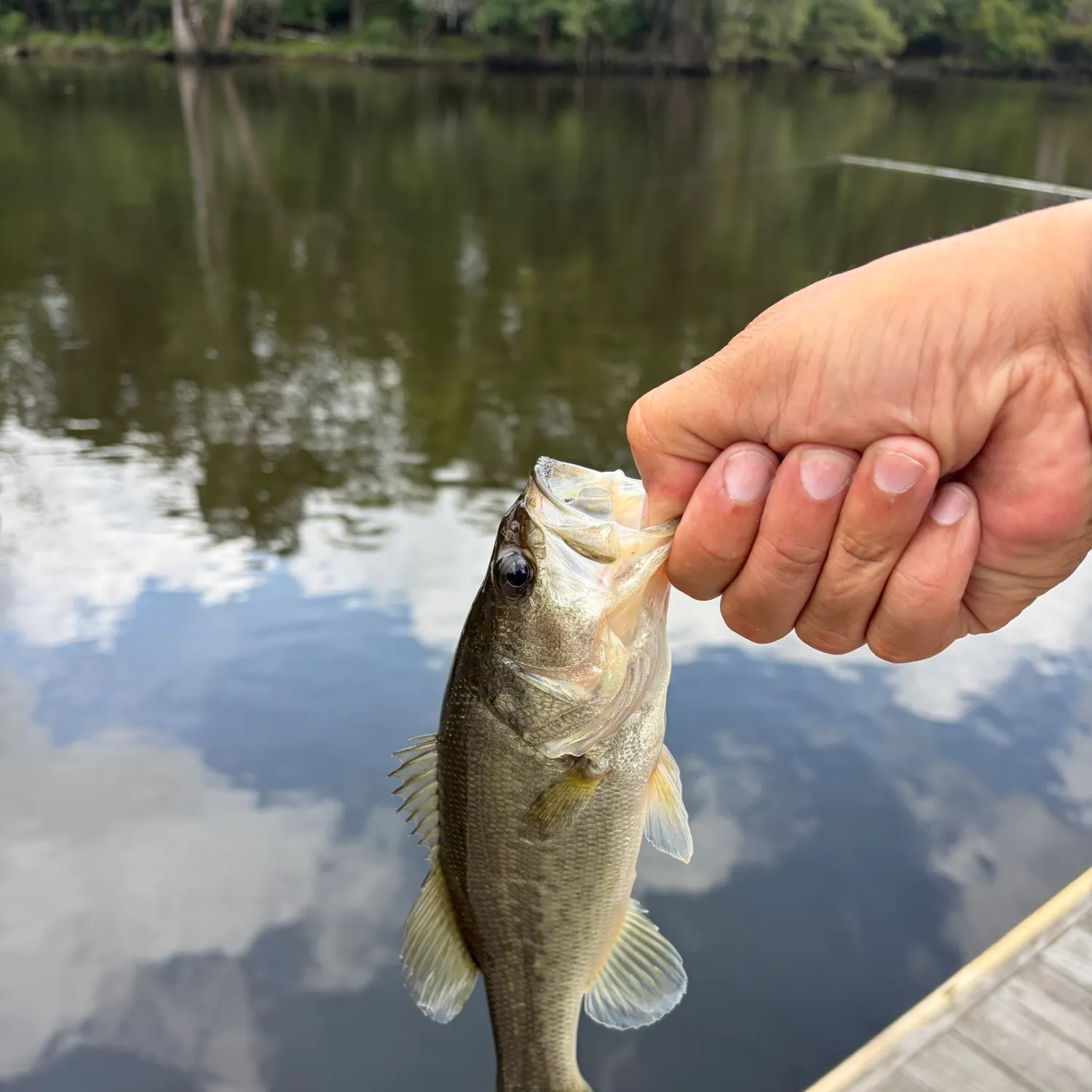 Largemouth bass caught on Fishbrain